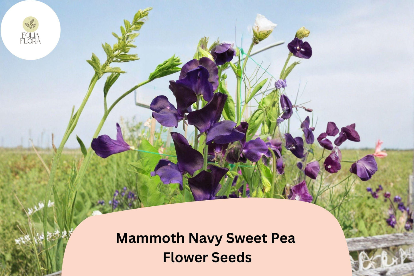 Mammoth Navy Sweet Pea Seeds | Lathyrus odoratus Tall Climbing Flower Vine (50+ Seeds)