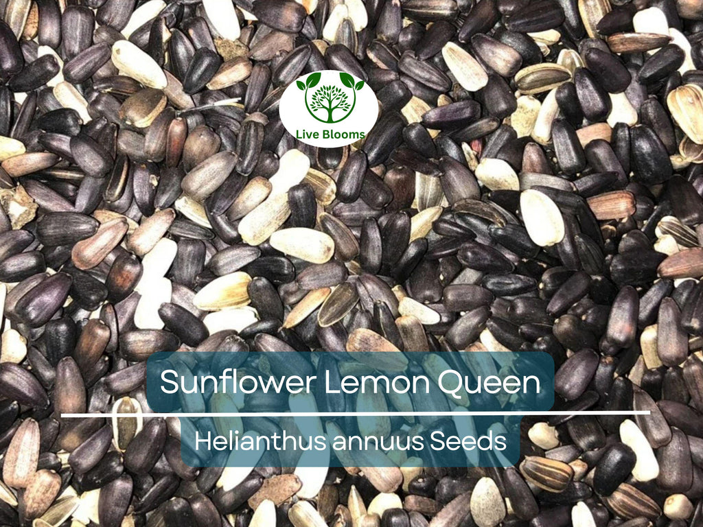 100 Sunflower Seeds - Lemon Queen | Helianthus annuus | Non-GMO, Cut Flower, Branching, Multiple Blooms, Pollinator Favorite