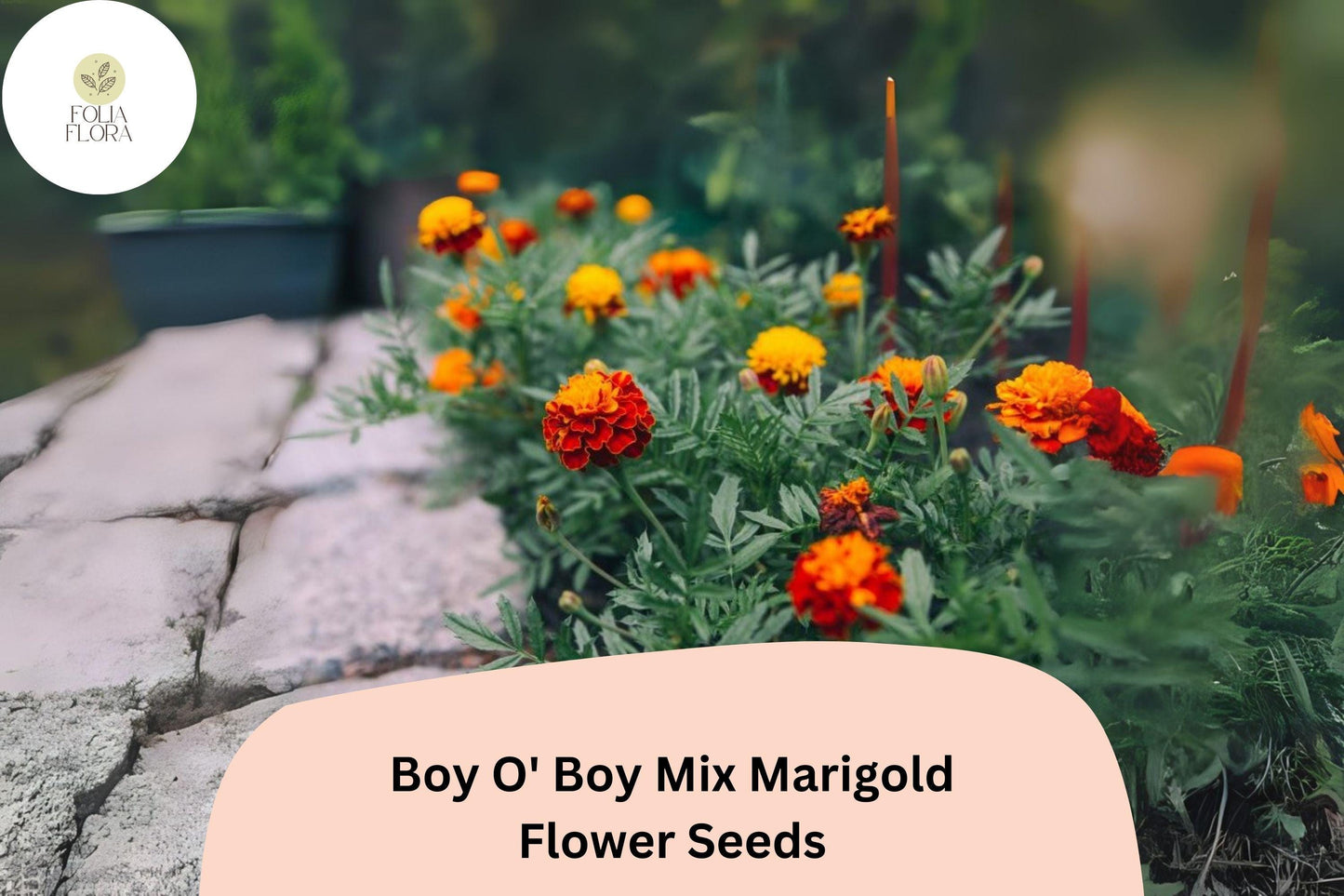 25+ Boy O' Boy Mix Marigold Seeds | Dwarf French Tagetes with Bright Orange, Yellow & Red Blooms for Garden and Pots