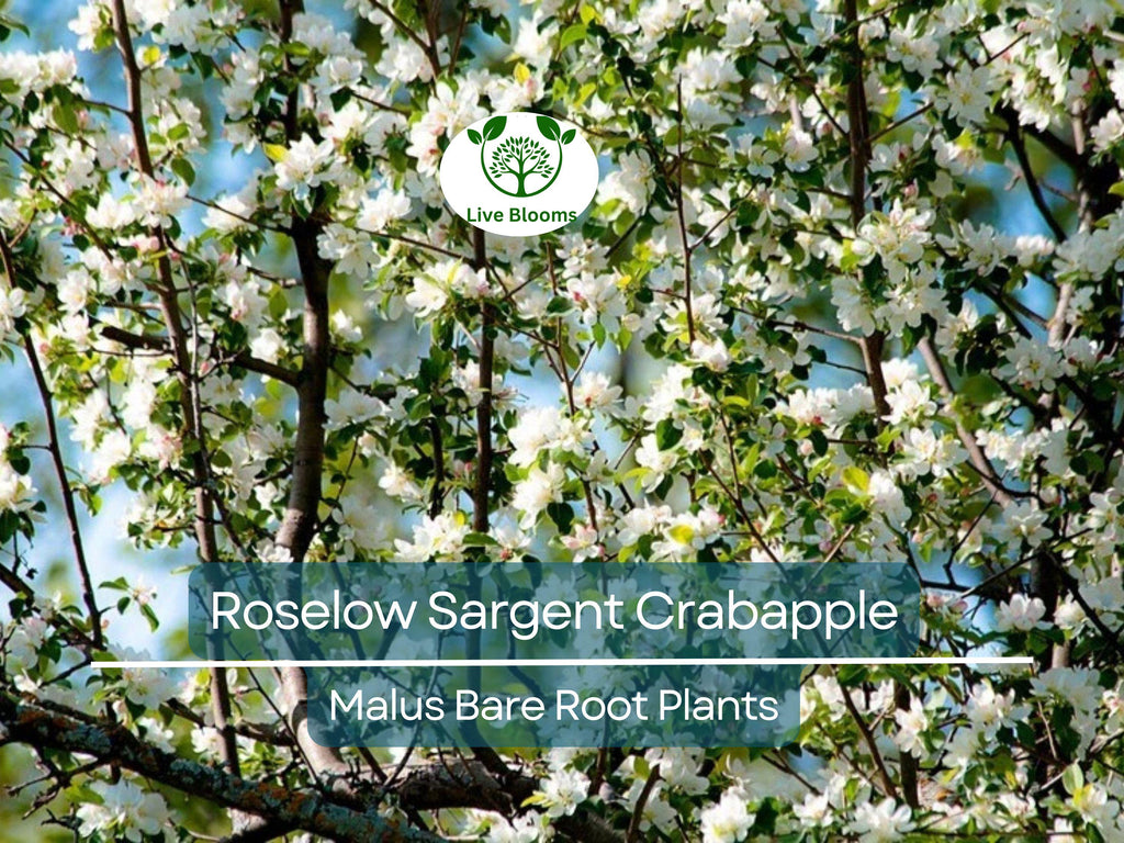 1 Roselow Sargent Crabapple Tree – 8–10" Live Bare Root Plant – Spring Blooms, Compact Ornamental, Wildlife-Friendly