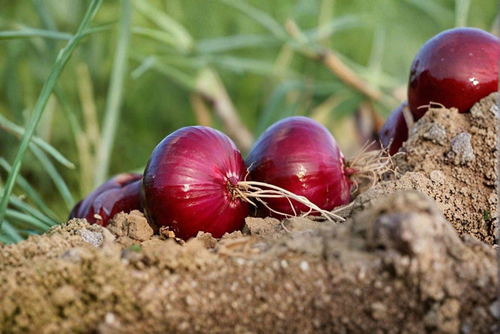 Onion – Southport Red Globe 50 Seeds | Classic Heirloom Red Onion | Firm Globe Bulbs | Excellent Storage Variety
