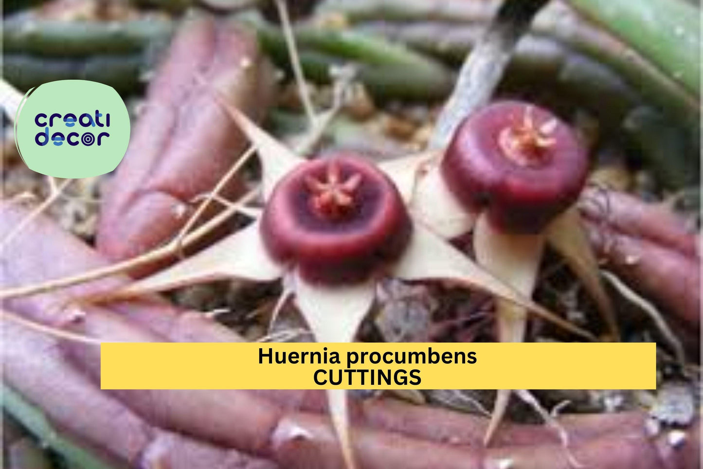 Huernia procumbens Cuttings (3) | Unrooted Succulent Starter | Stapeliad Plant | Unique Star-Shaped Blooms | Easy to Propagate