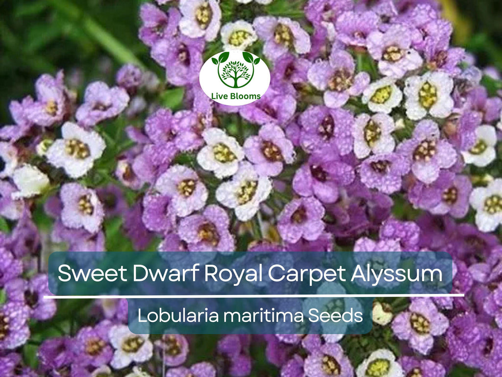 1000 Alyssum Seeds - Sweet Dwarf Royal Carpet | Lobularia maritima | Ground Cover, Non-GMO, Fragrant, Perennial, Purple Blooms
