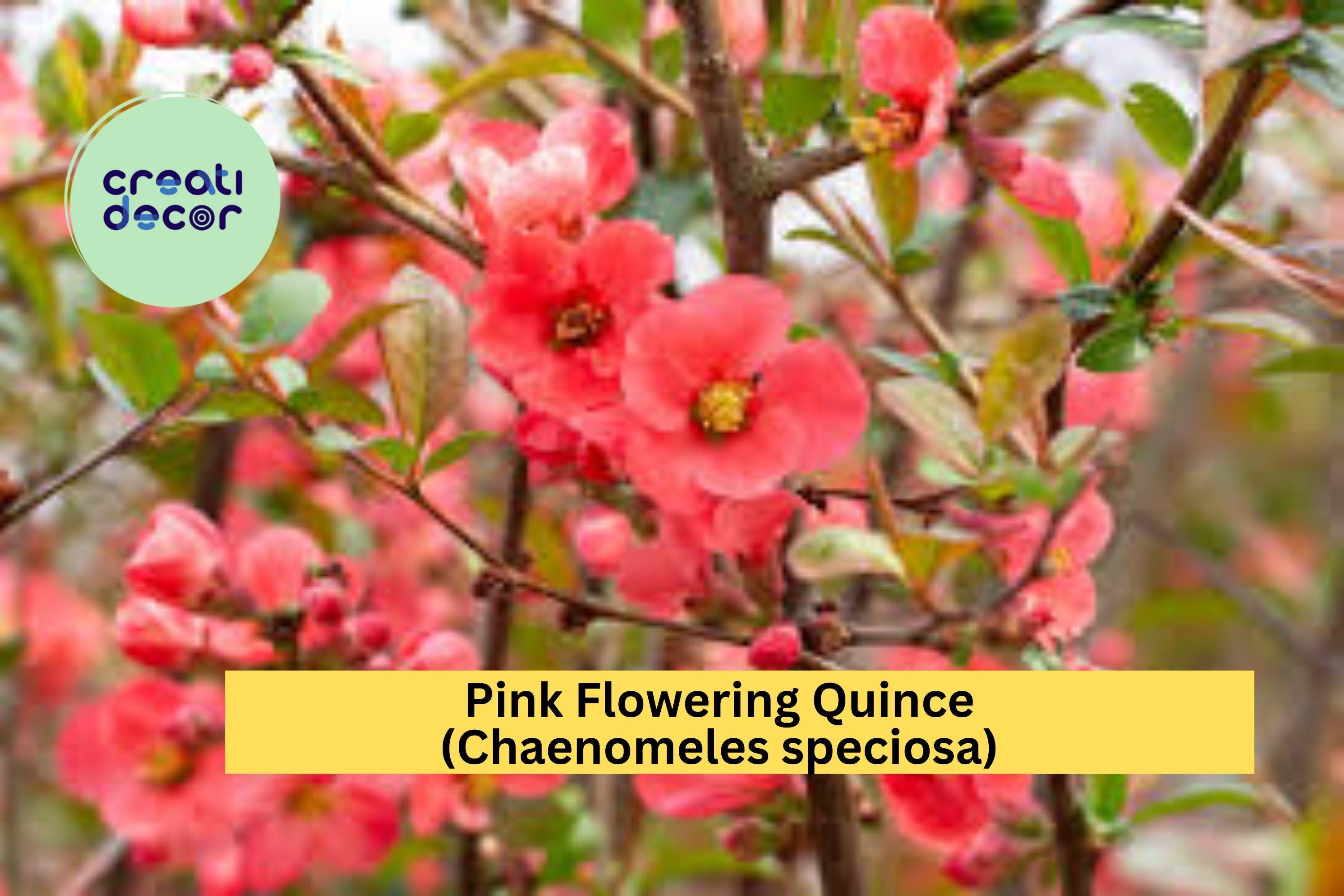 Pink Flowering Quince | Chaenomeles speciosa | Live Bare Root Sapling | Ornamental Spring Blooming Shrub
