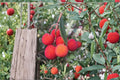 Strawberry Tree 2 Plants ~2 ft Tall (Arbutus unedo) Live Fruit Bush