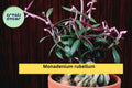 Monadenium Rubellum Rooted Cutting – Rare Caudex Euphorbia Bonsai Starter, Exotic Succulent Plant for Collectors