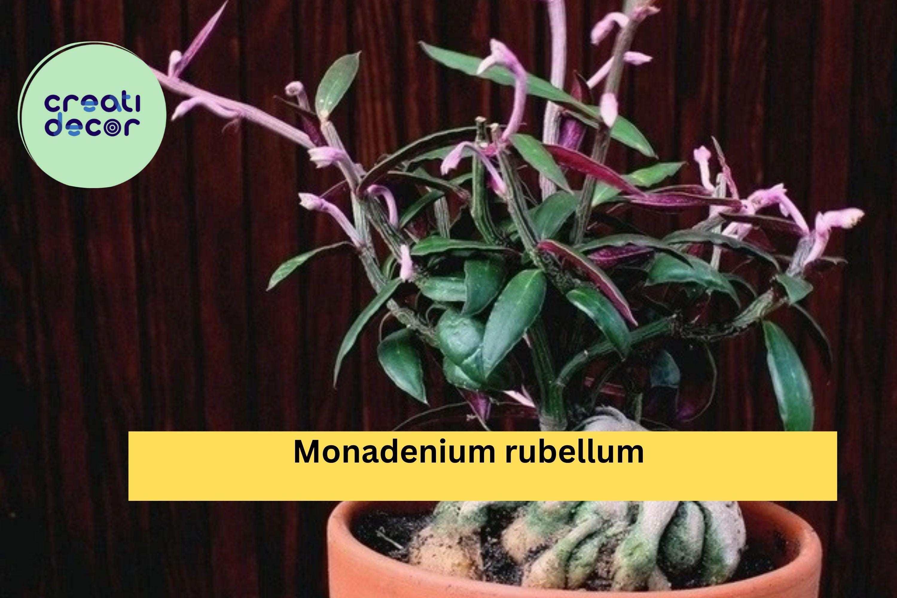 Monadenium Rubellum Rooted Cutting – Rare Caudex Euphorbia Bonsai Starter, Exotic Succulent Plant for Collectors