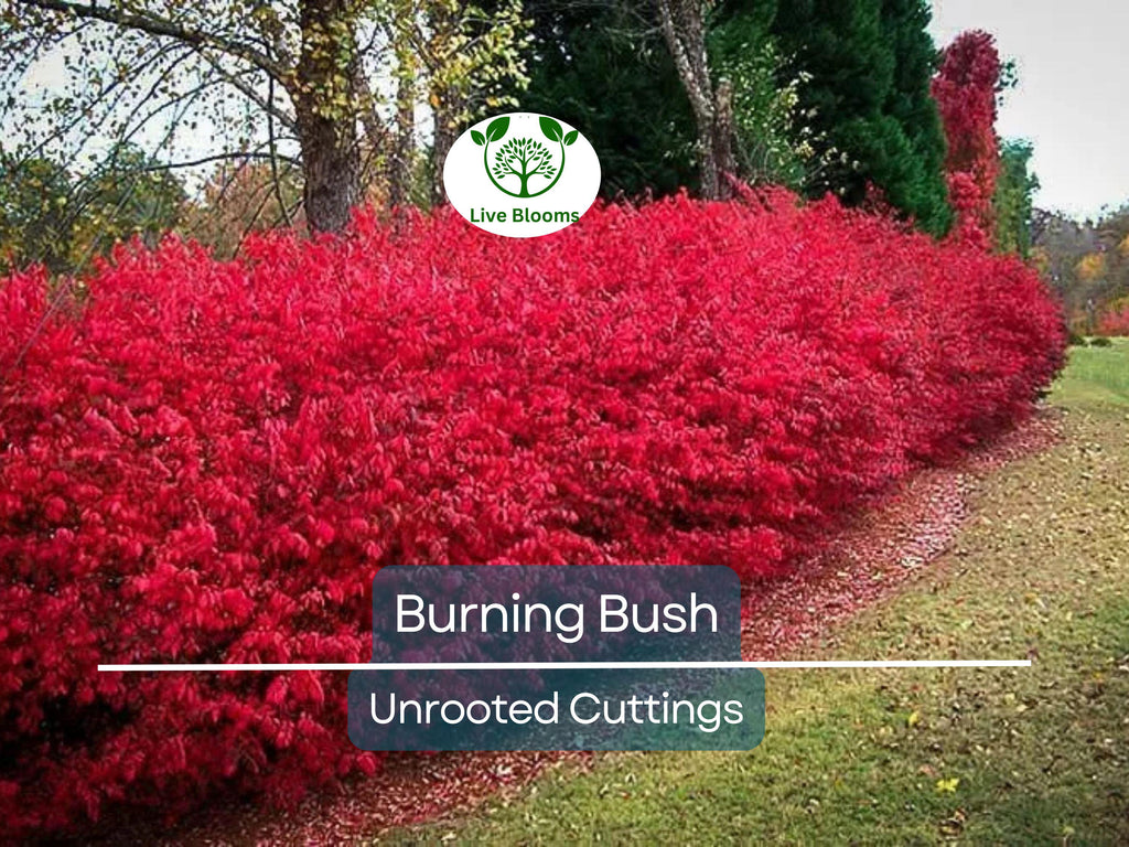 12 Burning Bush Unrooted Cuttings (Euonymus alatus) 6-8" | Dwarf Burning Bush, Ornamental Shrub for Landscaping