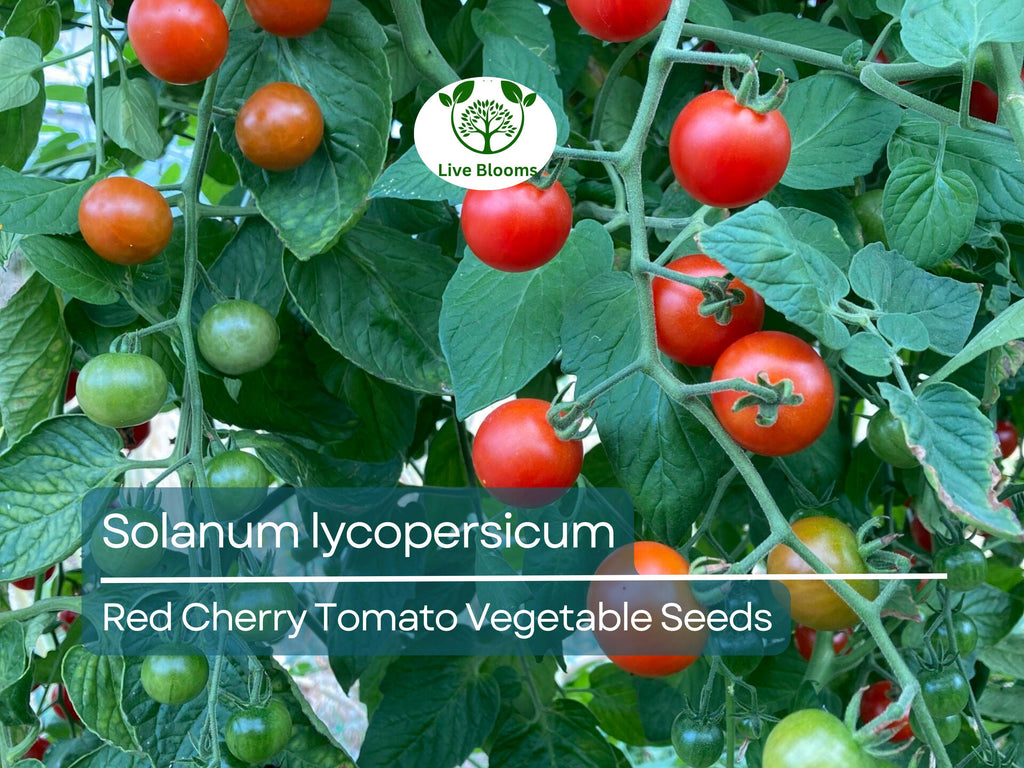 100 mg Red Cherry Tomato Seeds Solanum lycopersicum | Sweet Cherry Tomatoes for Planting, Home Garden, Heirloom Vegetable, Juicy & Delicious
