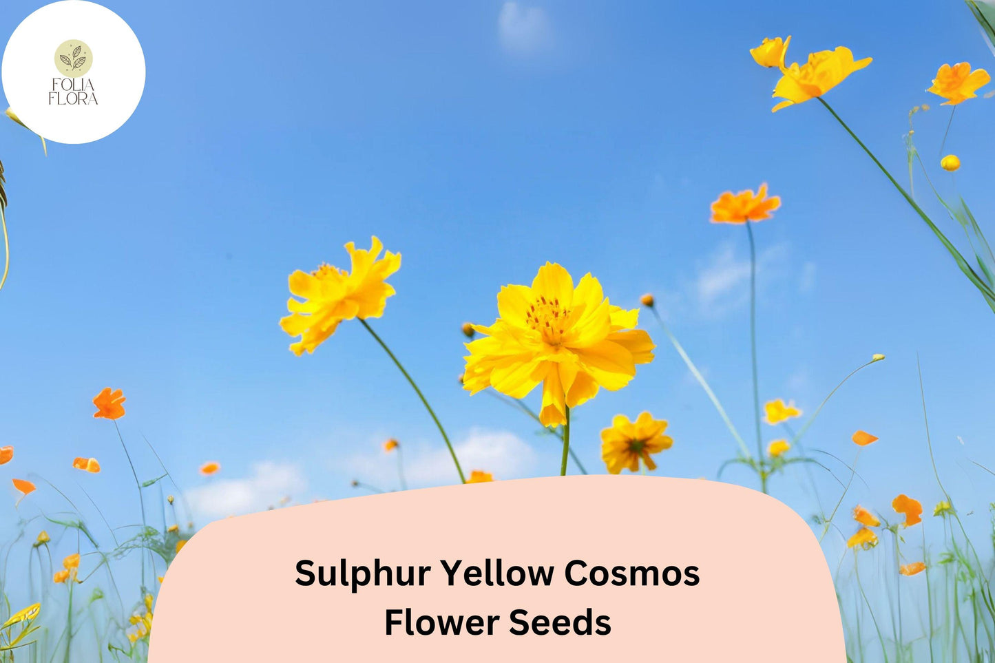 200+ Sulphur Yellow Cosmos Seeds | Cosmos sulphureus | Bright Yellow Blooms | Easy Annual Flower Seeds for Garden