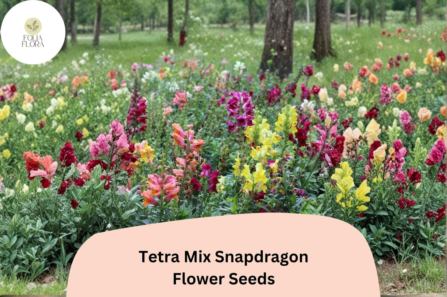 1000+ Tetra Mix Snapdragon Seeds | Antirrhinum majus | Colorful Garden Flowers for Beds, Borders & Containers