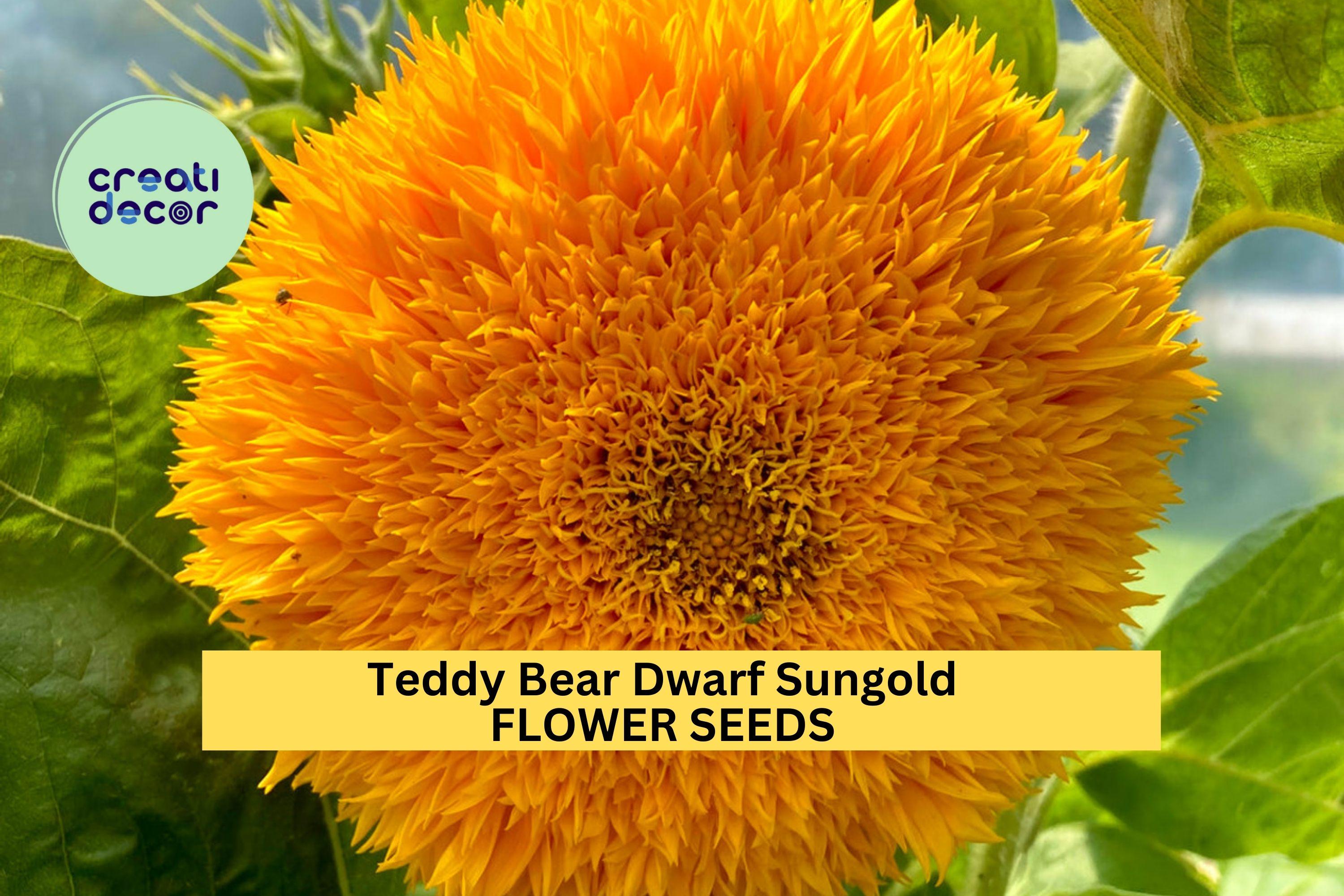 3pcs of 1g Teddy Bear Dwarf Sungold Sunflower Seeds – Compact, Fluffy Blooms for Gardens, Pots, and Pollinator Spaces Seeds for Planting