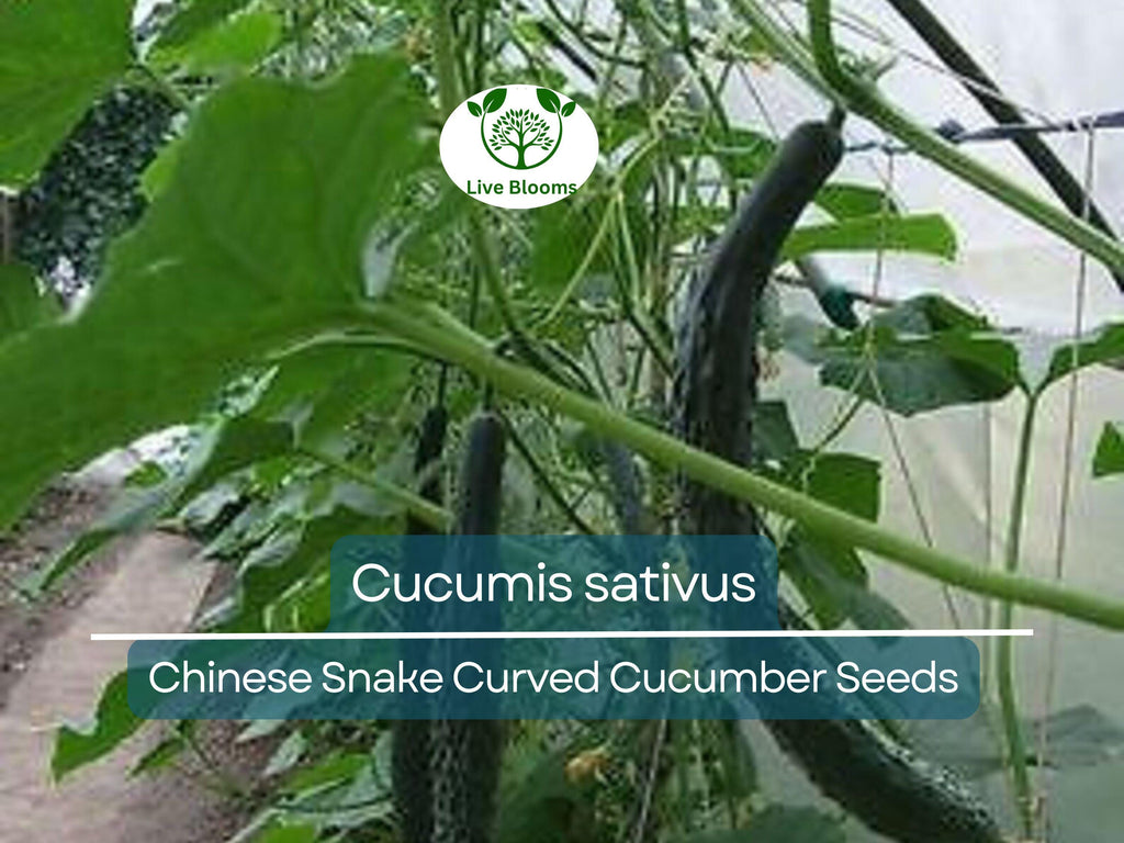10 Seeds Cucumber Chinese Snake Curved - Cucumis sativus | Unique Heirloom Cucumber for Planting, Gardening & Crisp, Long Harvest
