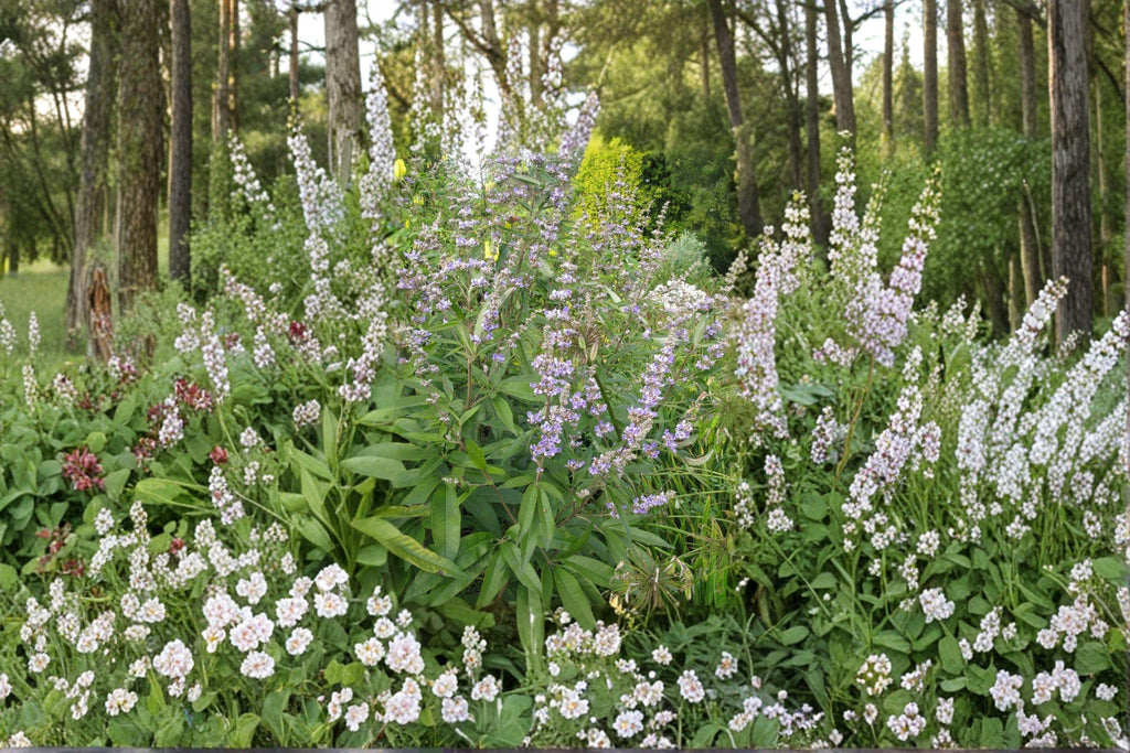 Vitex agnus-castus – Chaste Tree 10 Seeds | Fragrant Purple Blooms | Pollinator Tree | Drought-Tolerant Shrub