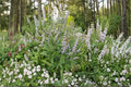 Vitex agnus-castus – Chaste Tree 10 Seeds | Fragrant Purple Blooms | Pollinator Tree | Drought-Tolerant Shrub
