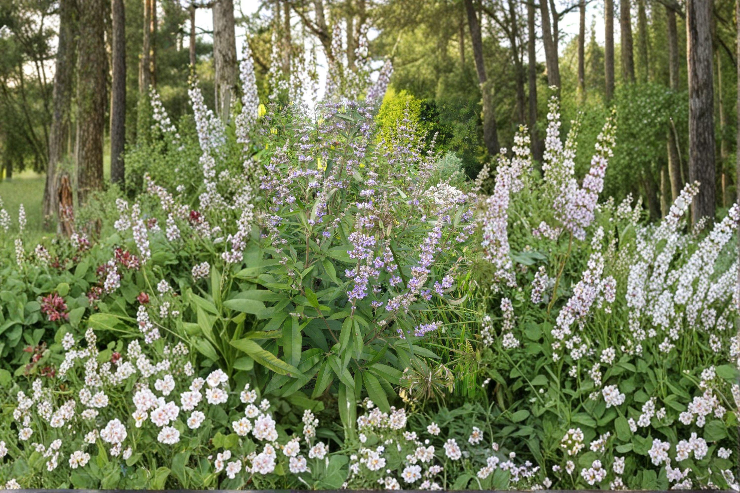 Vitex agnus-castus – Chaste Tree 10 Seeds | Fragrant Purple Blooms | Pollinator Tree | Drought-Tolerant Shrub