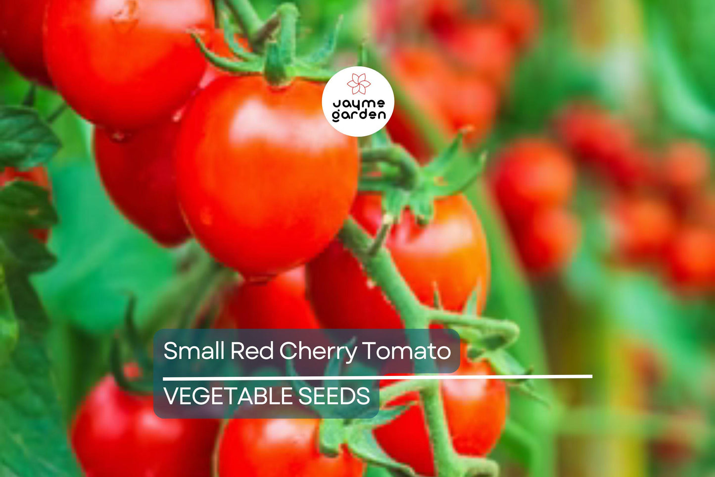 50 Small Red Cherry Tomato Seeds - Non-GMO Heirloom | High Yield & Sweet Flavor | Indeterminate Vines | USA Seller | Free Shipping