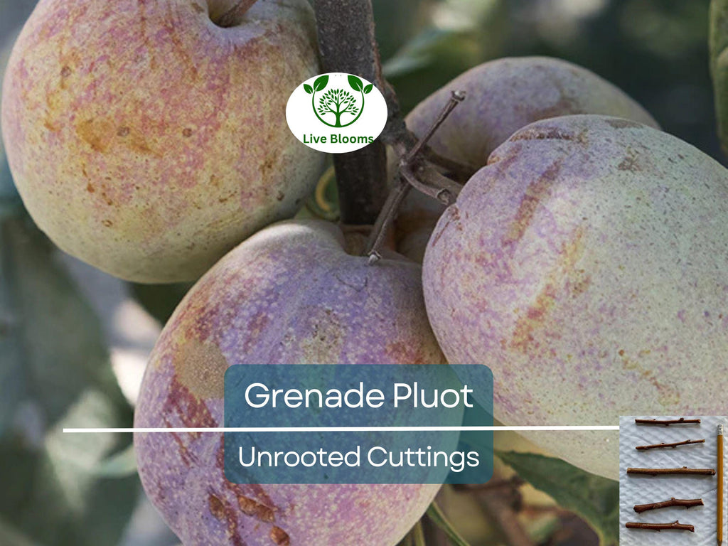 5 Grenade Pluot Unrooted Cuttings, 2-5 Inches Long, Propagate Your Own Fruit Tree, Delicious Hybrid Pluot, Easy to Grow and Care For