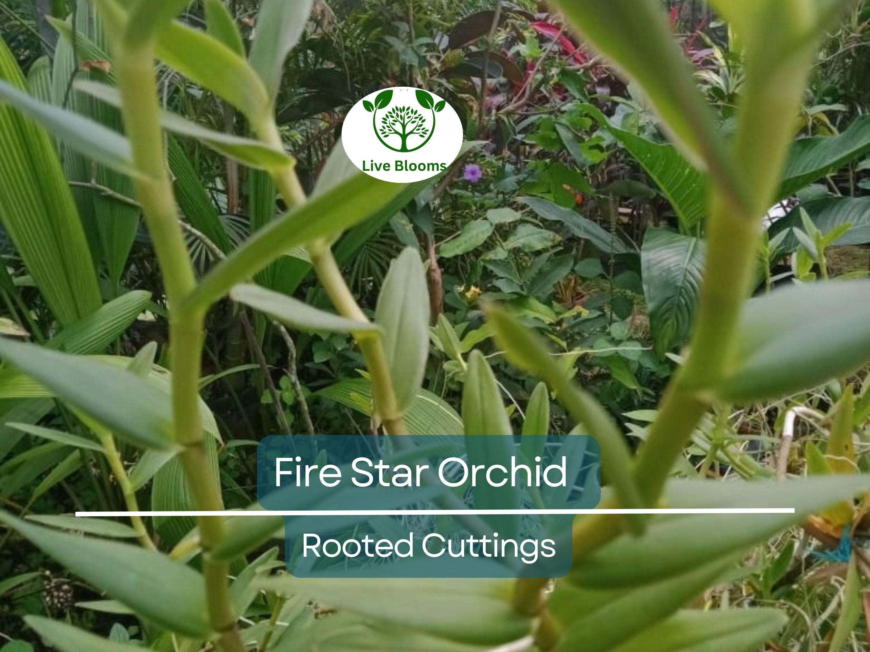 10 Rooted Cuttings Epidendrum Radicans - Ground Orchid, Fire Star Orchid - Live Plants for Sale