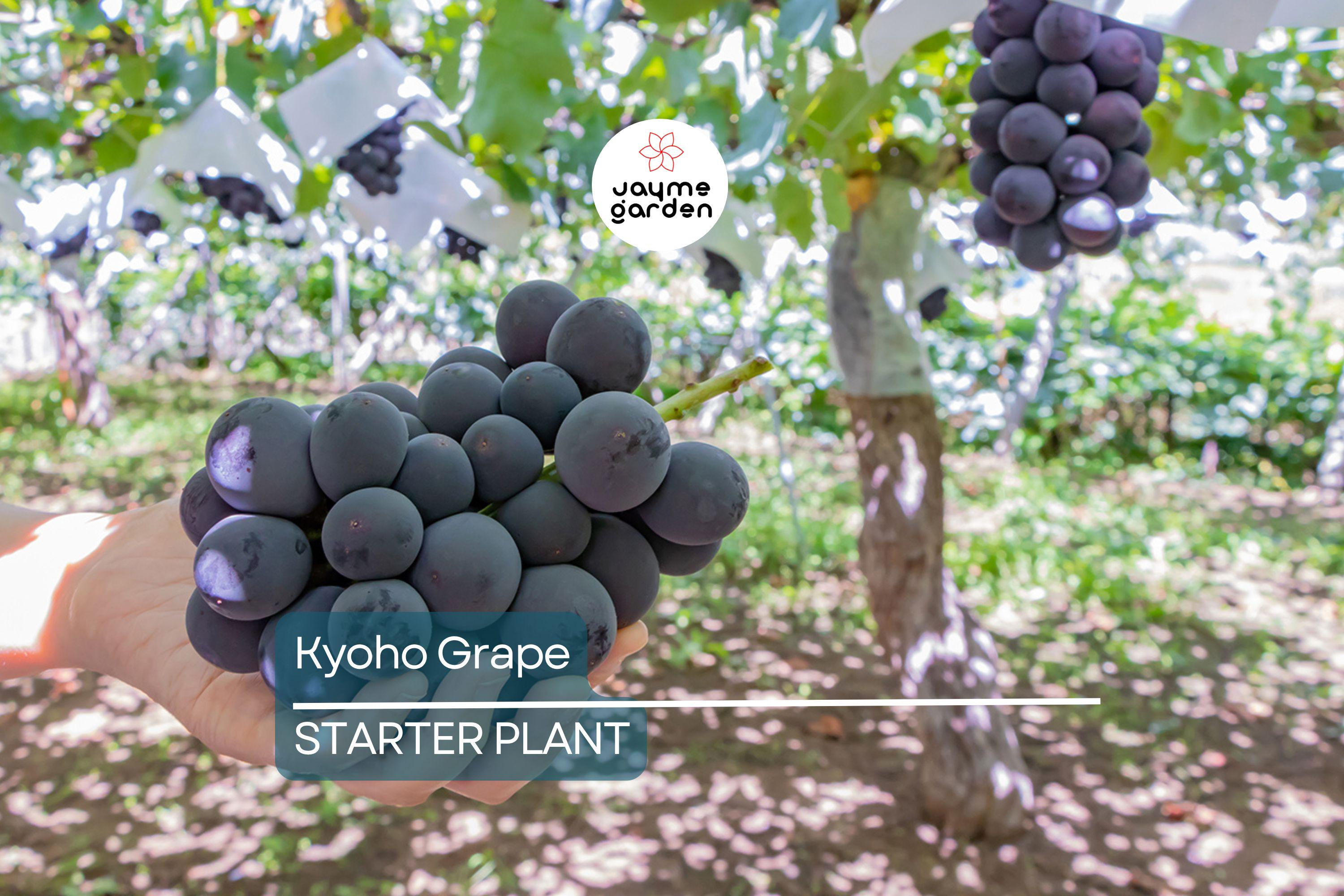 Kyoho Grape Seedling | 8” Live Starter Plant | Sweet Purple Grapes | Ready to Plant | Low Maintenance Vine for Sub-Tropical Gardens