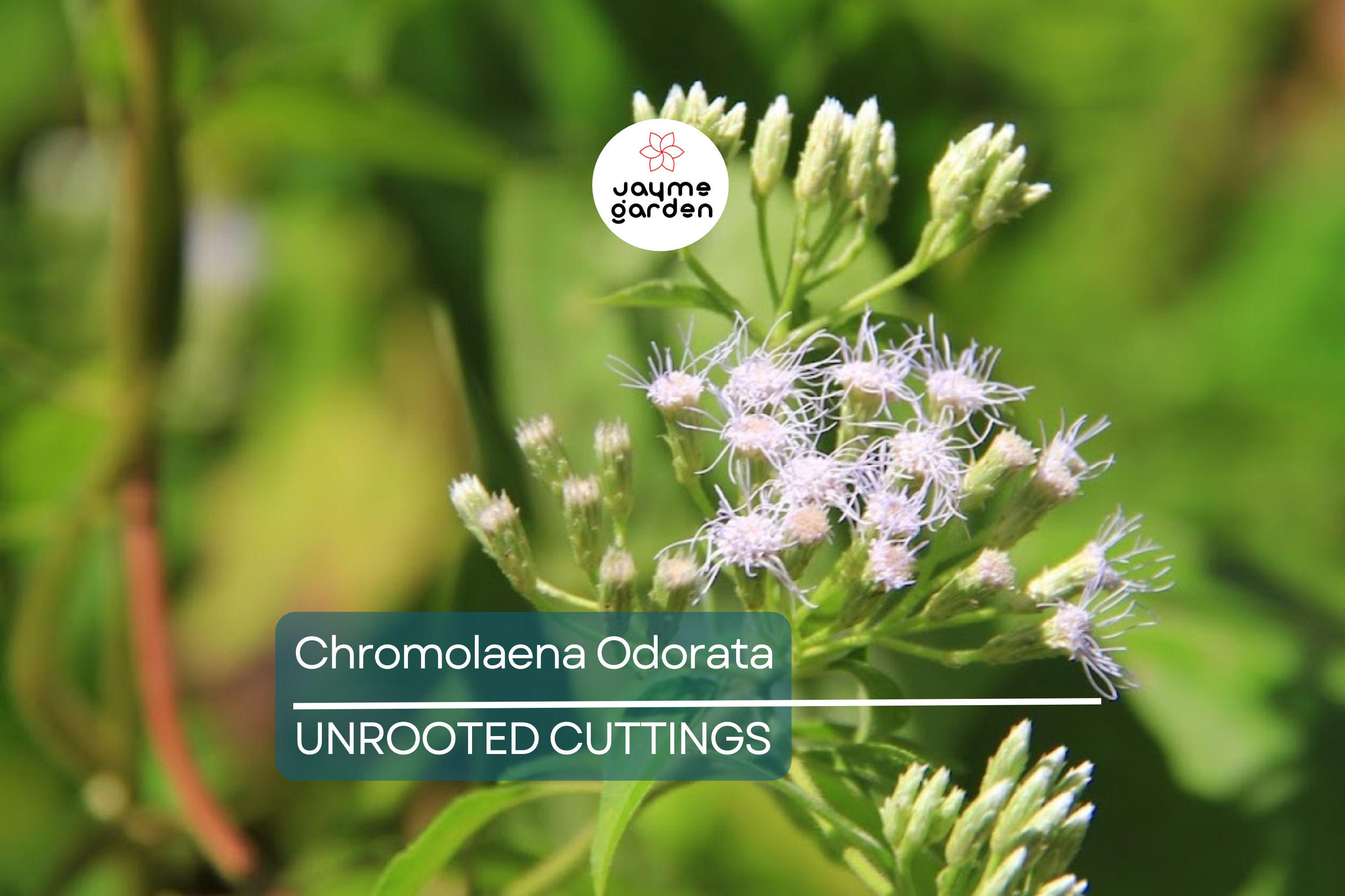 25 Jack The Bush Cuttings - Chromolaena Odorato, No Soil, No Roots, Fast-Growing Shrub