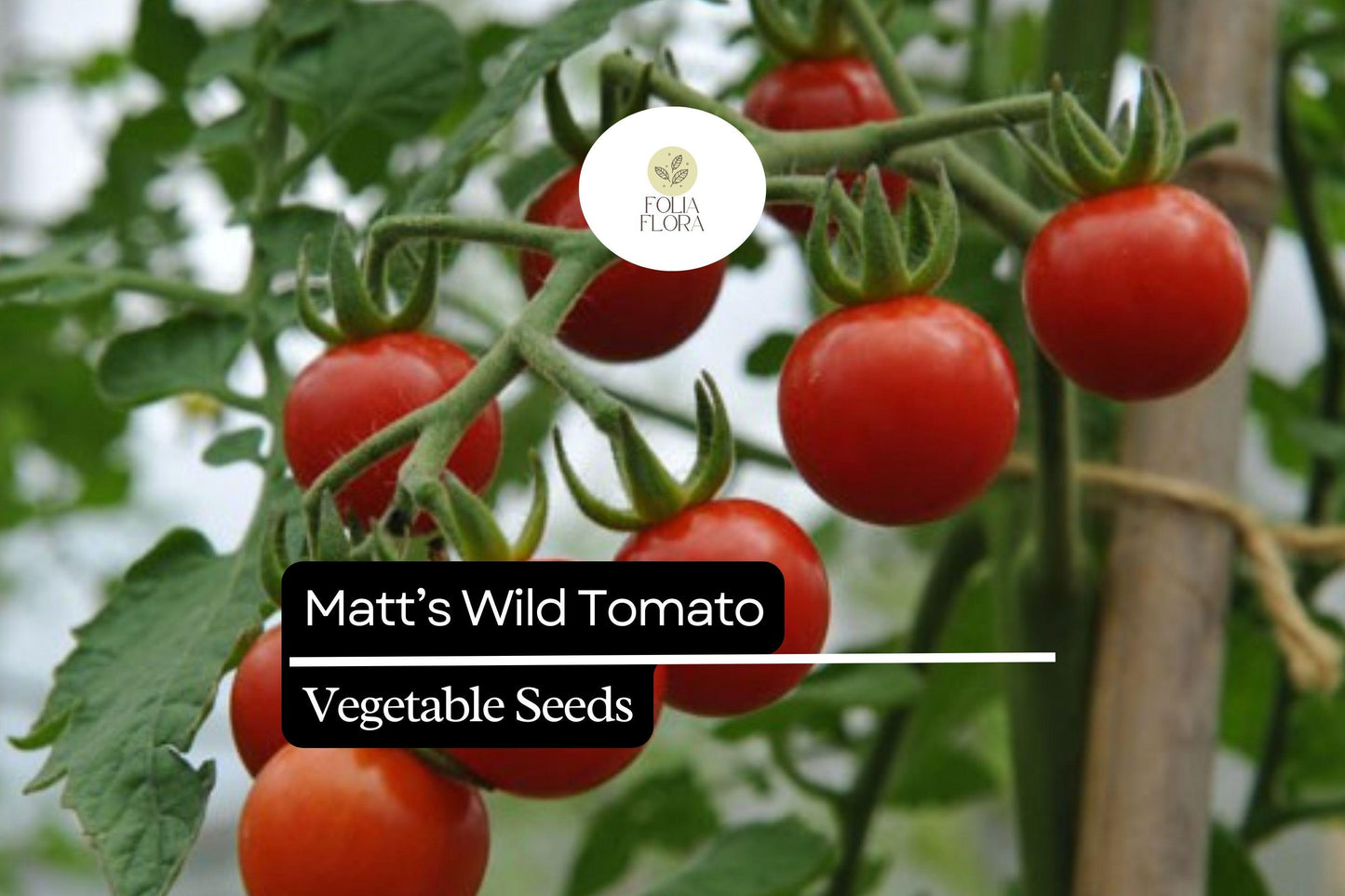 Matt’s Wild Cherry Tomato Seeds | 25 Seeds | Solanum Lycopersicum | Heirloom, Sweet Flavor, Prolific, Easy to Grow