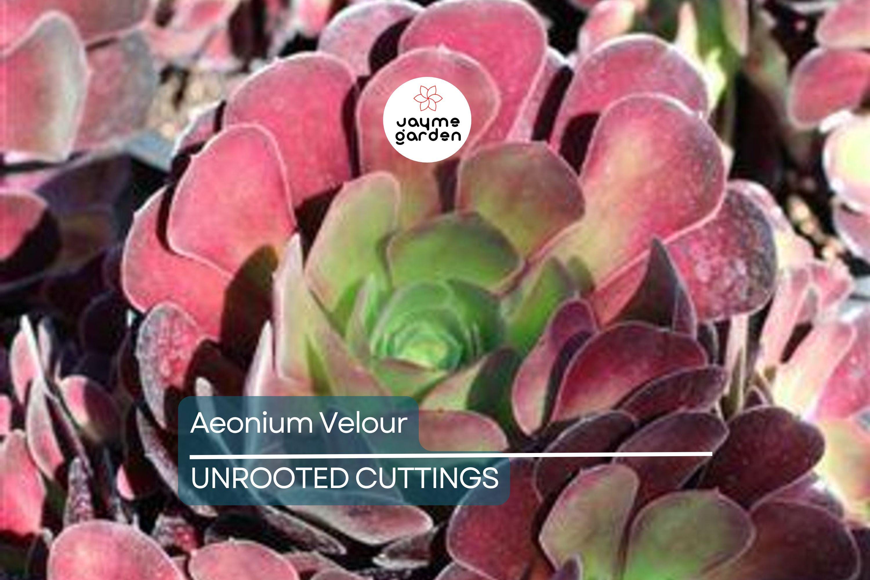 Aeonium Velour Cutting – 3" Head Diameter – Fresh Succulent Cutting for Propagation