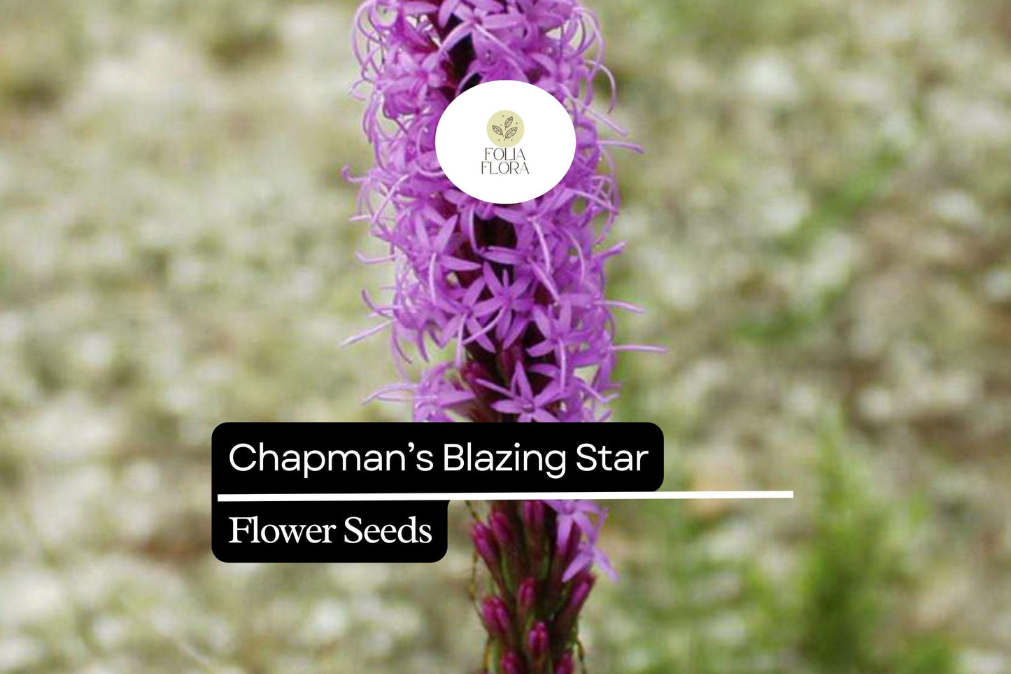 Chapman's Blazing Star | 25 Seeds | Liatris chapmanii | Native Wildflower for Pollinators & Drought-Tolerant Gardens