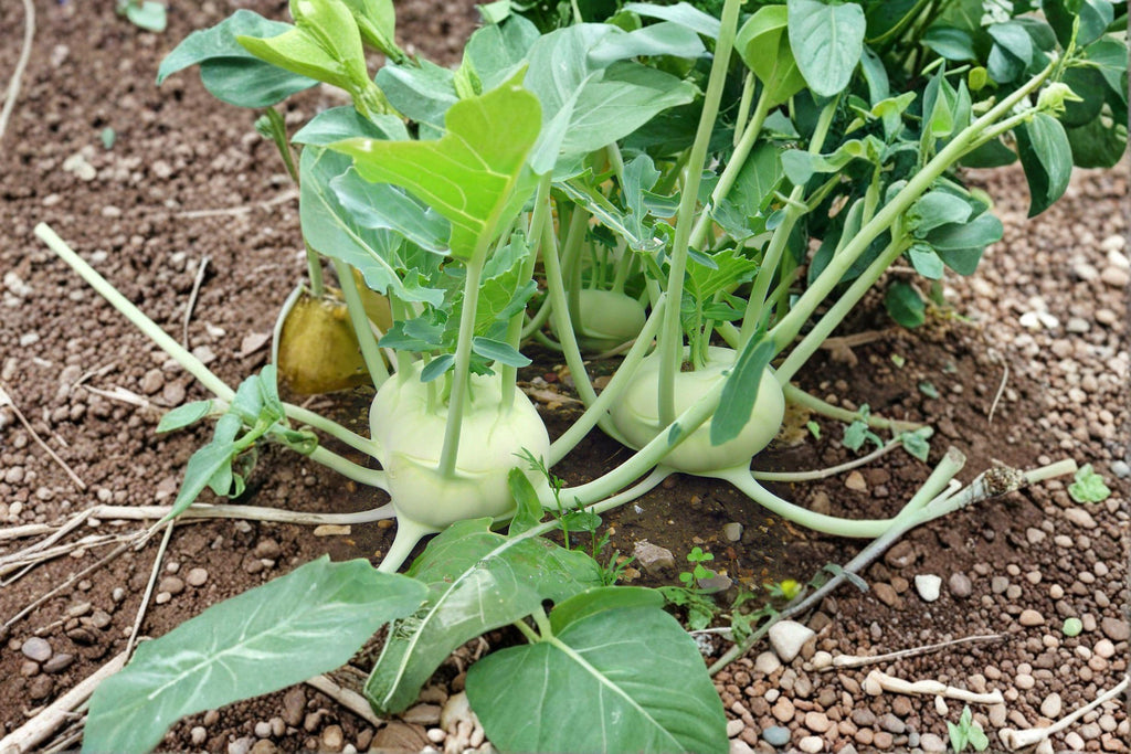 Kohlrabi – White Vienna 150 Seeds | Heirloom Kohlrabi | Mild Sweet Flavor | Fast-Growing Cool-Season Vegetable