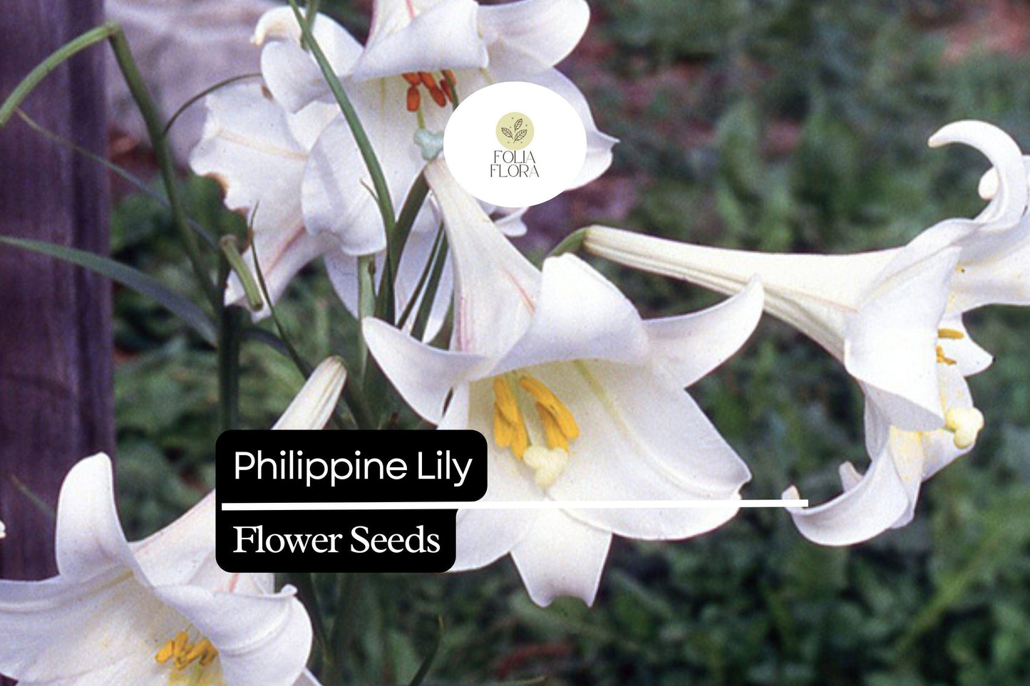 25 Philippine Lily Seeds | Rare White Lilium philippinense | Fragrant Blooms | Tropical Garden Flower | Easy to Grow Seeds