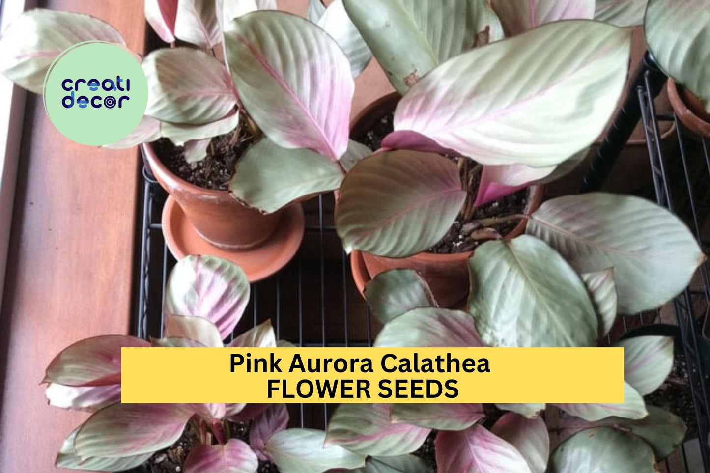 25+ Pink Aurora Calathea Seeds – Striking Pink-Edged Foliage for Garden Planting, Tropical Houseplant or Shaded Garden Accent – USA
