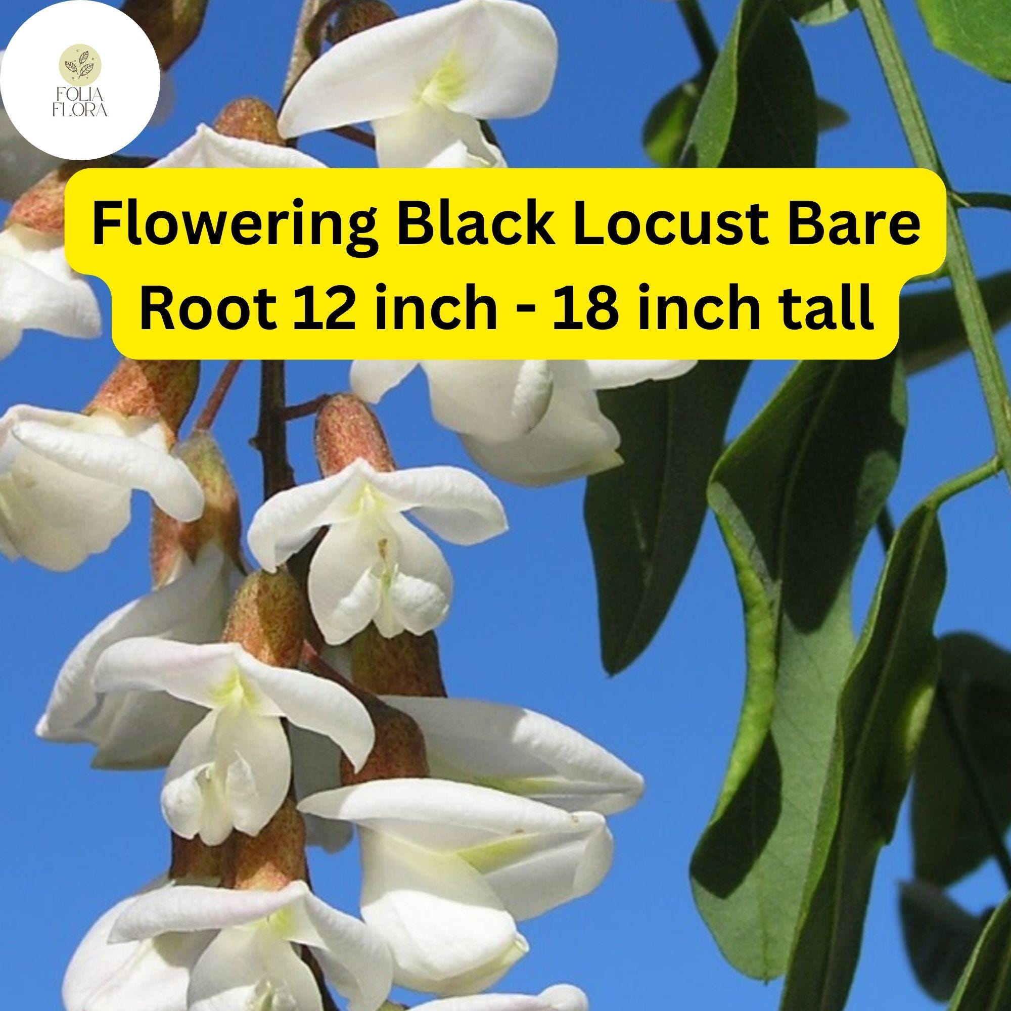 1 Flowering Black Locust Tree (Robinia pseudoacacia) Live Bare Root Plant 12 inch - 18 inch tall