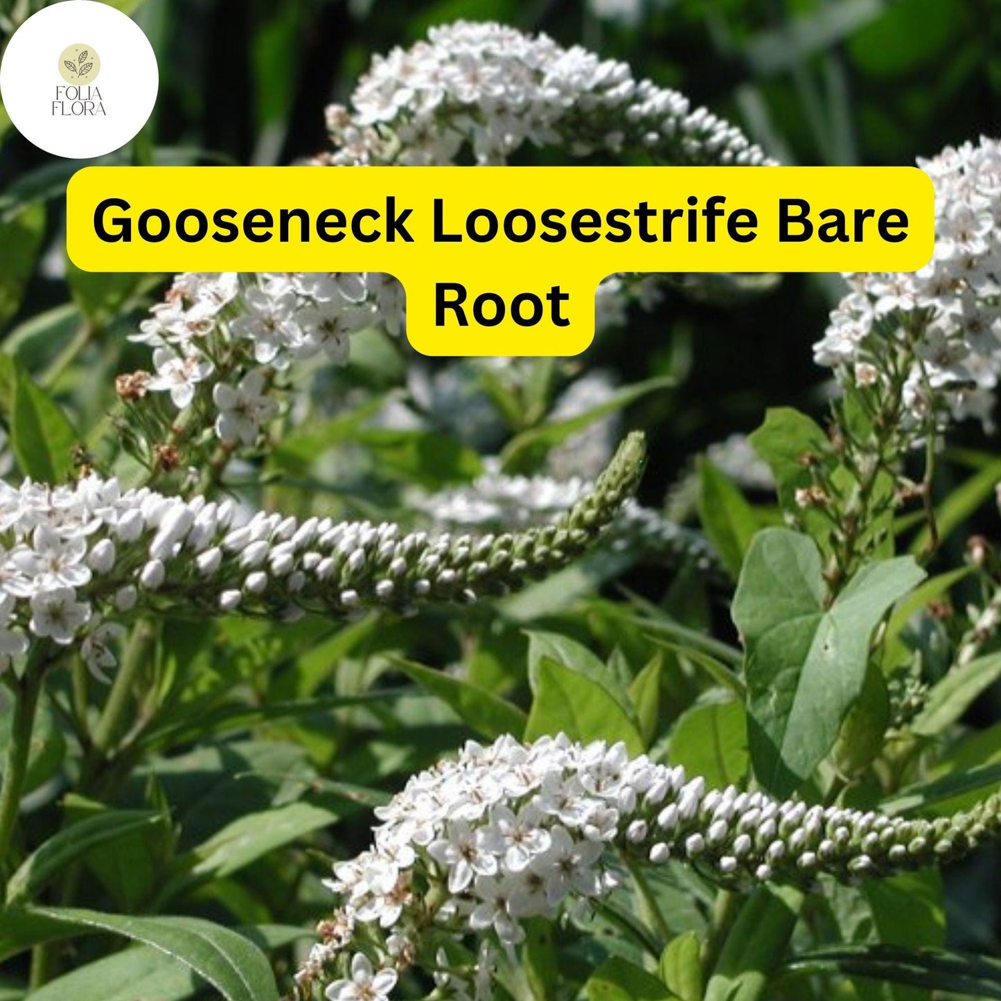 12 Bare Root Gooseneck Loosestrife Perennial Plants, Lysimachia clethroides, Hardy Garden Flowers