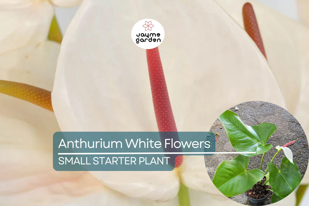 Anthurium Starter Plant - Live Plant with White Flamingo Flowers - Tropical Houseplant for Home, Office, & Decorative Indoor Spaces
