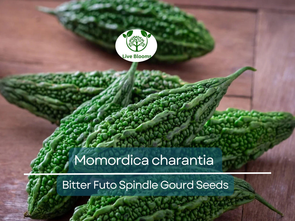 5 Seeds Gourd Bitter Futo Spindle – Hybrid (Momordica charantia) Non-GMO, Healthy Bitter Gourd for Planting, Gardening, & Fresh Harvests