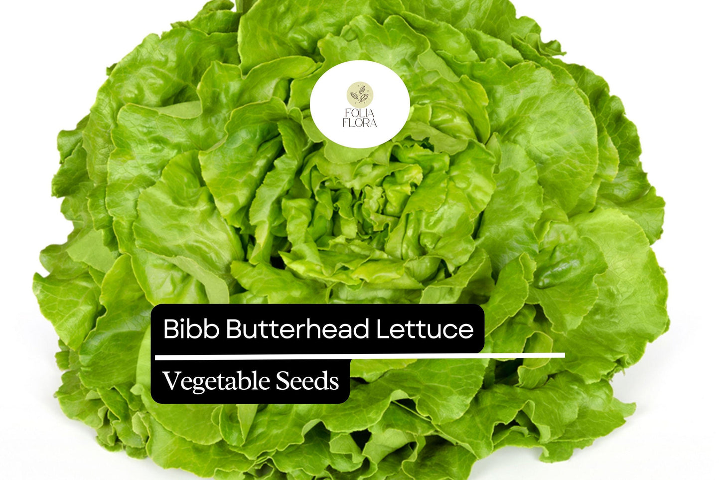 500 Seeds Bibb Lettuce - Lactuca sativa, Butterhead Lettuce Variety, Crisp and Tender, Perfect for Salads and Wraps
