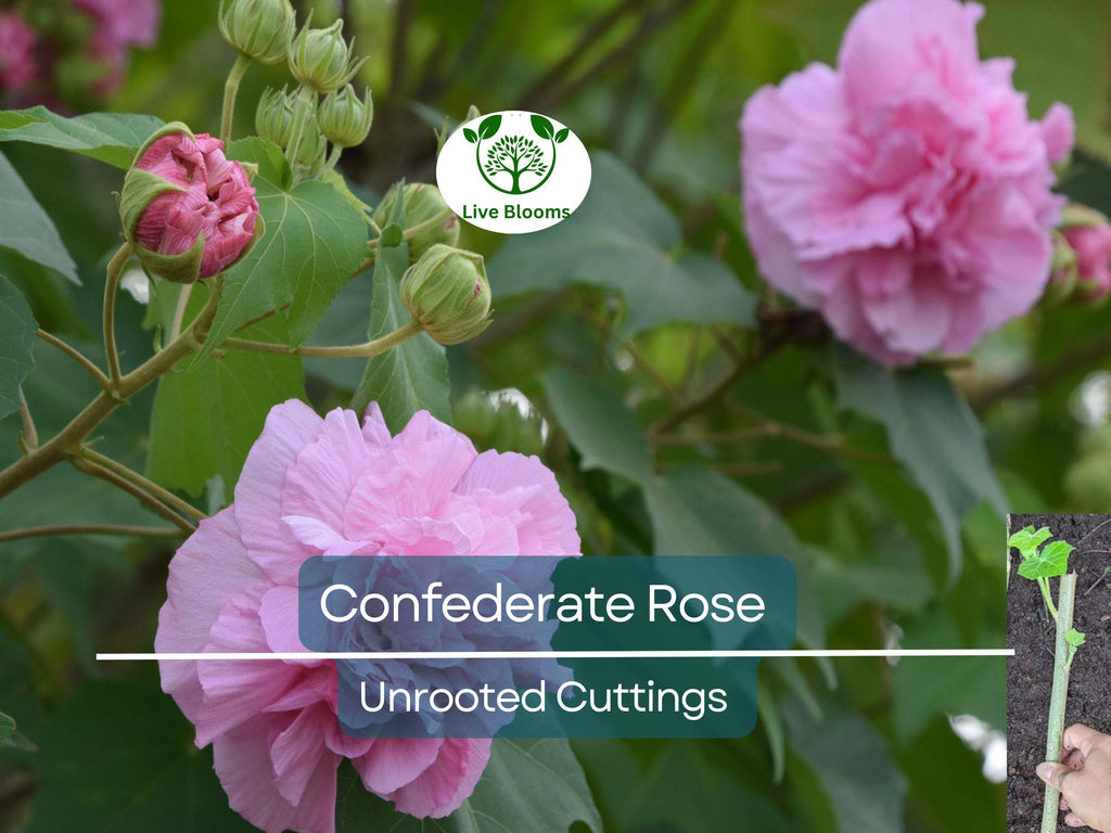 1 Tri-color Confederate Rose Hibiscus mutabilis Rooted Plant - Hardy Perennial, Pink, White, Red, Unique Blooms, Shrub for Garden