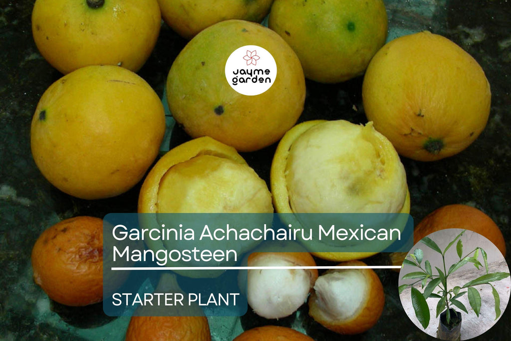 Garcinia Achachairu Starter (Mexican Mangosteen) – Exotic Tropical Fruit Tree, 10”-18” Live Plant, Sweet & Tangy Flavored Fruit