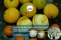 Garcinia Achachairu Starter (Mexican Mangosteen) – Exotic Tropical Fruit Tree, 10”-18” Live Plant, Sweet & Tangy Flavored Fruit