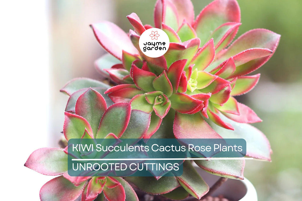 2 Aeonium Kiwi Succulent Cuttings - 3-5” Wide, Multi-Colored Rosettes, Easy to Grow, Perfect for Succulent Gardens