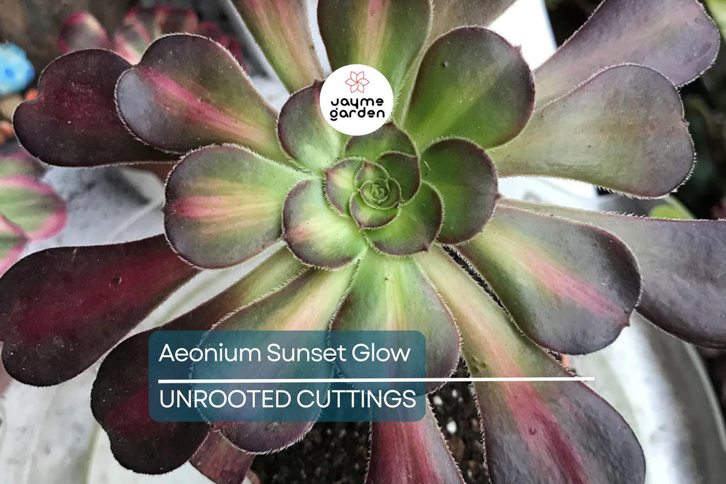 Aeonium Sunset Glow Cutting | Fresh 2.5" Head | Unique Succulent | Easy to Grow |
