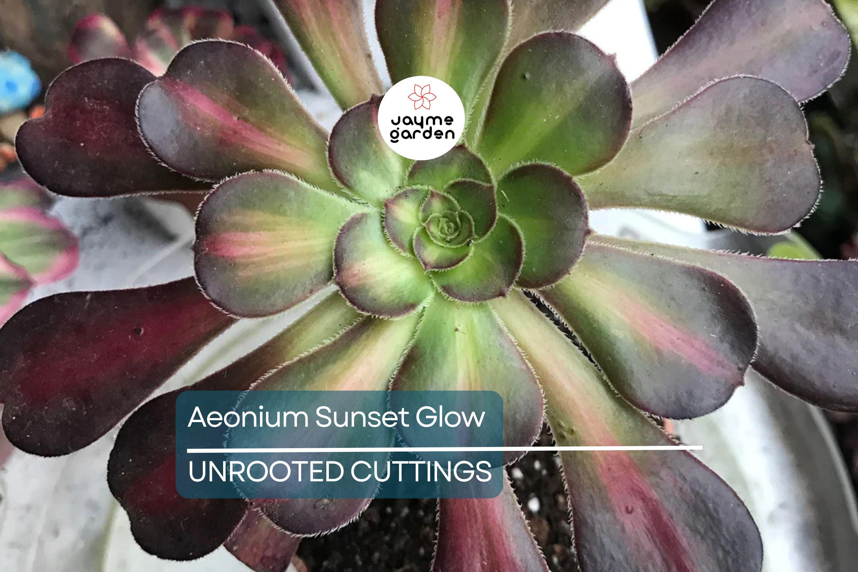 Aeonium Sunset Glow Cutting | Fresh 2.5" Head | Unique Succulent | Easy to Grow |