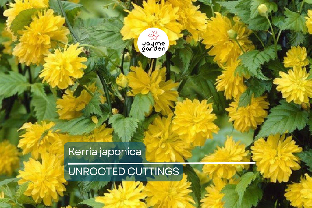 10 Kerria Japonica Cuttings for Rooting | Japanese Rose | Miracle Marigold | 7" Fresh Unrooted Cuttings | Easy to Root | Free Shipping