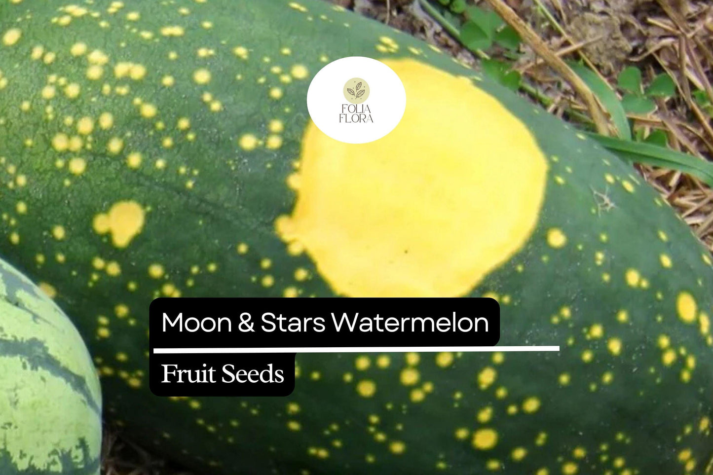 15 Seeds Moon & Stars Watermelon (Citrullus lanatus) – Unique Heirloom Variety with Yellow Spots and Sweet Red Flesh