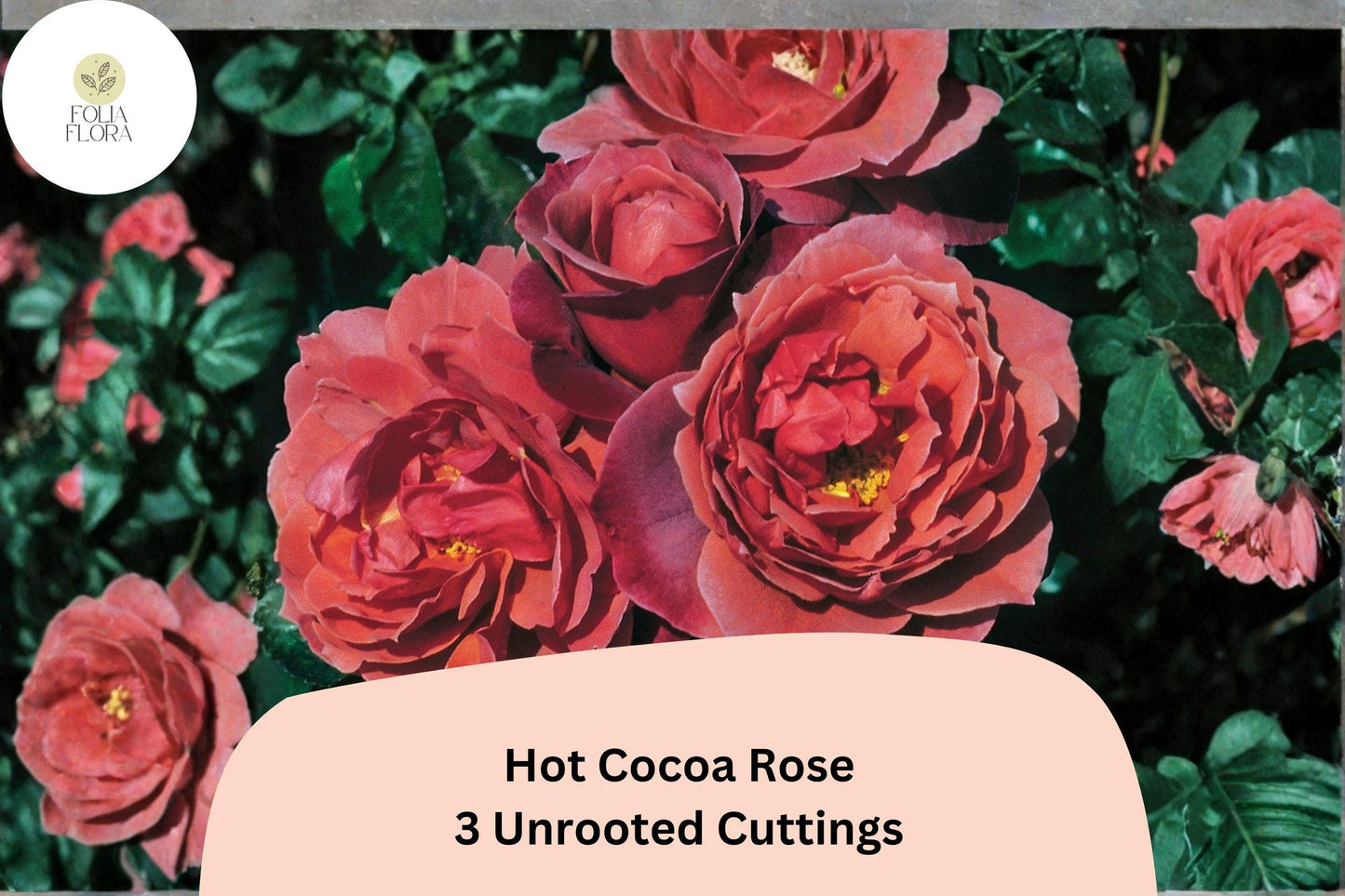 Hot Cocoa Rose Cuttings – 3 Unrooted Rare Red Rose Cuttings for Rooting or Grafting