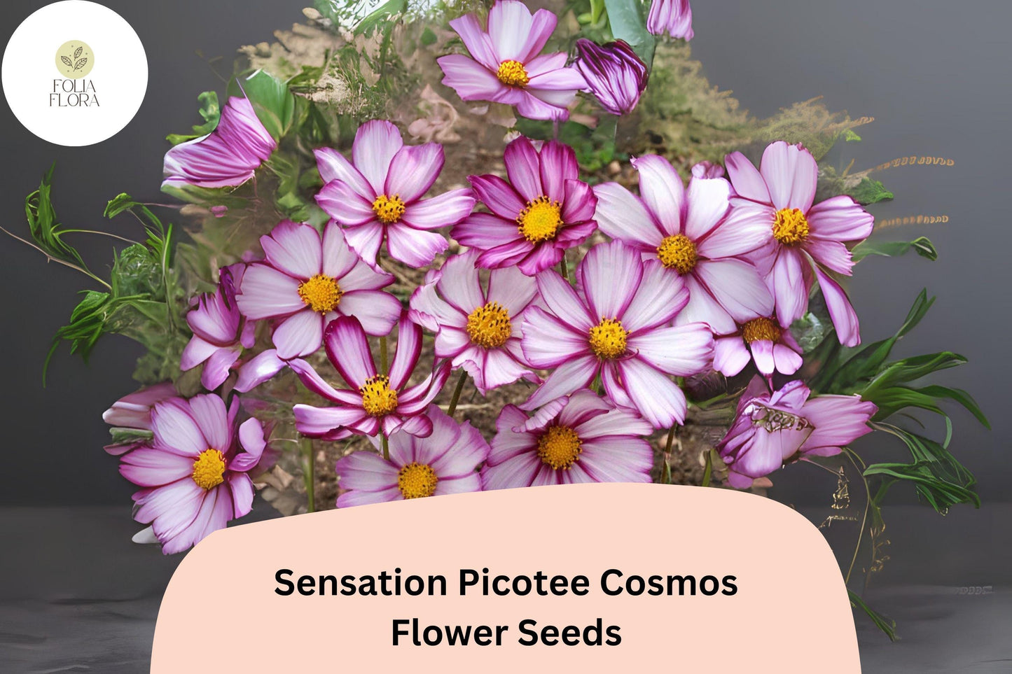 200+ Sensation Picotee Cosmos Seeds | Cosmos bipinnatus White Flowers with Pink Edges | Annual Garden Flower Seeds