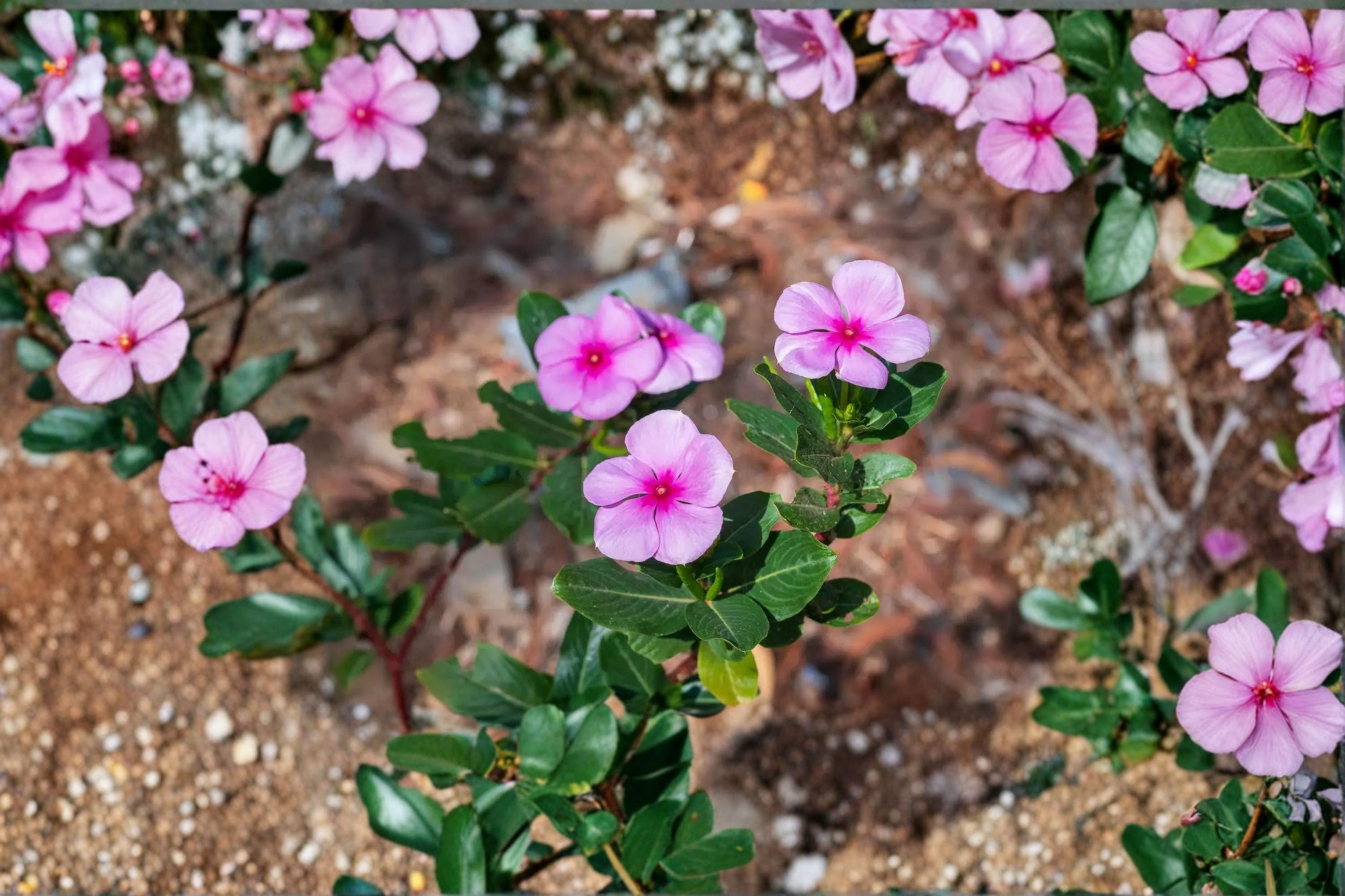 Madagascar Periwinkle – Catharanthus roseus | 100 Seeds | Rosy Periwinkle Flower | Heat & Drought-Tolerant Annual