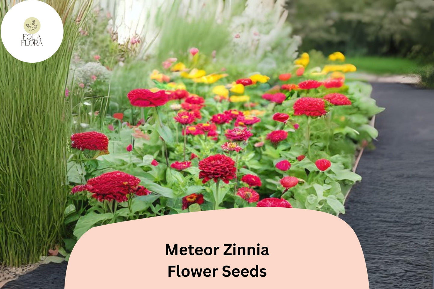 100+ Meteor Zinnia Seeds – Deep Red Blooms for Garden Planting, Borders & Cut Flowers