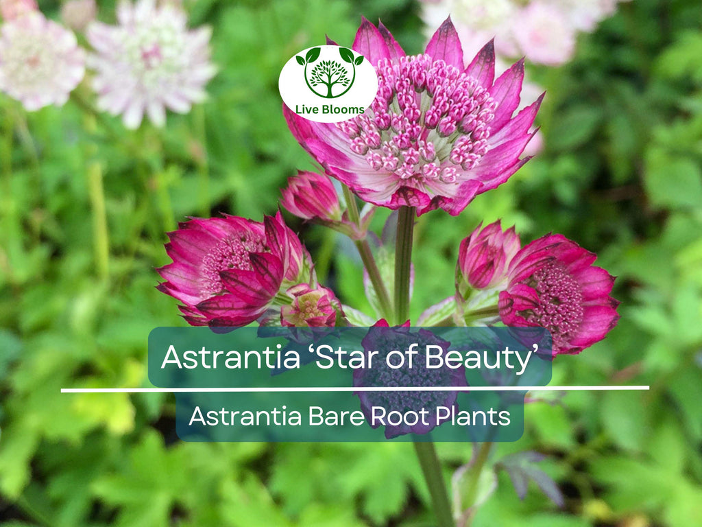 1 Astrantia ‘Star of Beauty’ – Bare Root Plant – Unique Shade Perennial – Summer Blooming Flower for Pollinator & Woodland Gardens