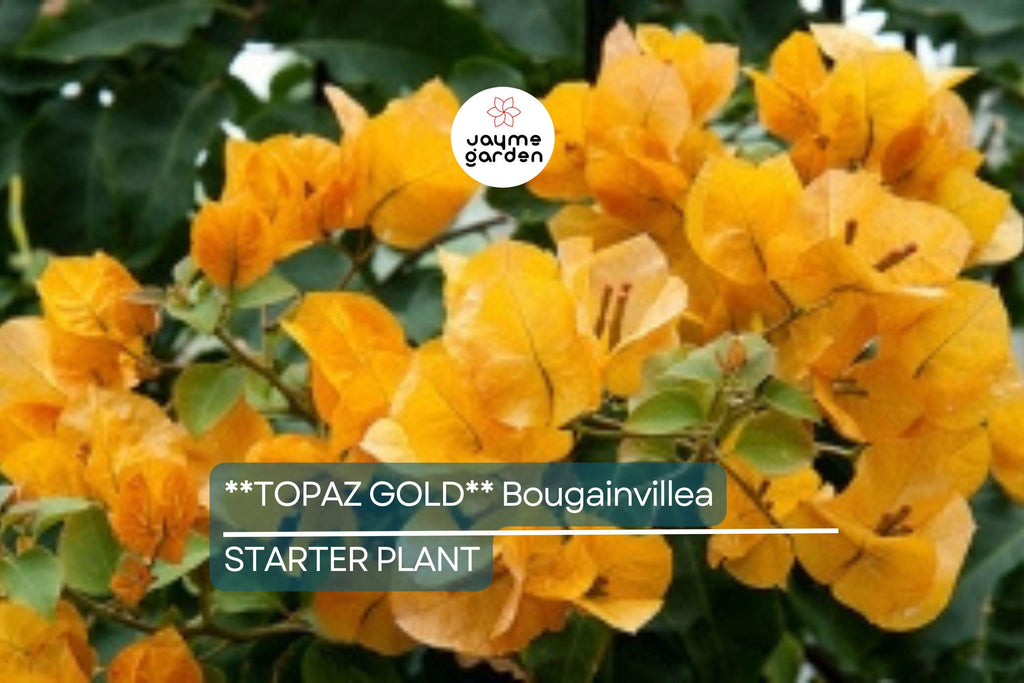 Topaz Gold Bougainvillea Starter Plant | Rare Well-Rooted Plug | Live Evergreen Plant | Bright Yellow Blooms | USDA Zones 9+